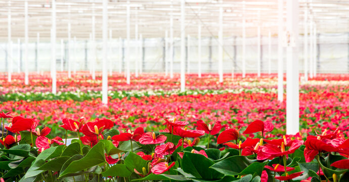 Anthurium flowering plant cultivation in a industrial greenhouse.
