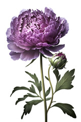 Romantic purple peony in bloom