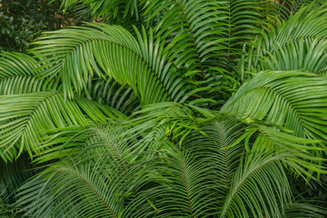 Lush foliage of unidentified species of cycad, a primitive seed-bearing plant little changed since the Jurassic period, in a Floridian garden, with digital oil-painting effect