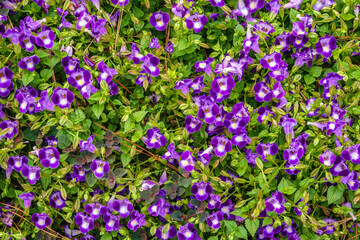 Bed of colorful violets or pansies in an ornamental garden, top-down view. For floral background or...