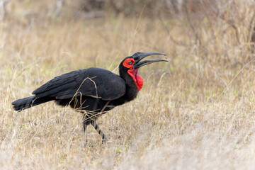 Southern Ground Hornbill (Bucorvus leadbeateri; formerly known as Bucorvus cafer) eating a prey in Kruger National Park in South Africa