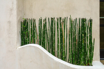 Ornamental bamboo (unidentified species) growing in a nook outside a house with weathered...