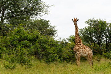 South African Giraffe (Giraffa giraffa giraffa) or Cape giraffe walking in the green season in Kruger National Park in South Africa