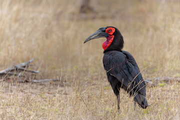Southern Ground Hornbill (Bucorvus leadbeateri; formerly known as Bucorvus cafer) walking in the grass in Kruger National Park in South Africa