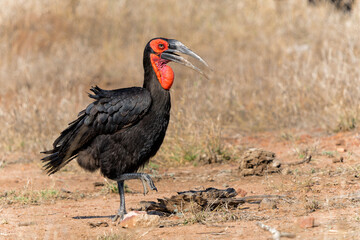 Southern Ground Hornbill (Bucorvus leadbeateri; formerly known as Bucorvus cafer) walking in the grass in Kruger National Park in South Africa
