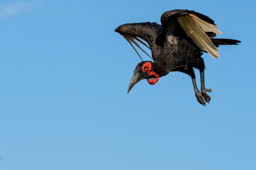 Southern Ground Hornbill (Bucorvus leadbeateri; formerly known as Bucorvus cafer) flying out of a tree in Kruger National Park in South Africa