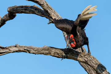 Southern Ground Hornbill (Bucorvus leadbeateri; formerly known as Bucorvus cafer) flying out of a tree in Kruger National Park in South Africa