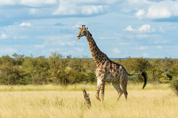 South African Giraffe (Giraffa giraffa giraffa) or Cape giraffe walking on the savanna with a blue sky with clouds in Kruger National Park in South Africa