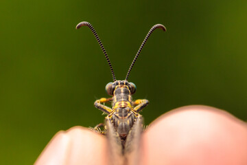 an ant lion on the hand of a naturalist. close-up macro photography