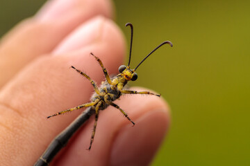 an ant lion on the hand of a naturalist. close-up macro photography