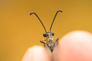 an ant lion on the hand of a naturalist. close-up macro photography