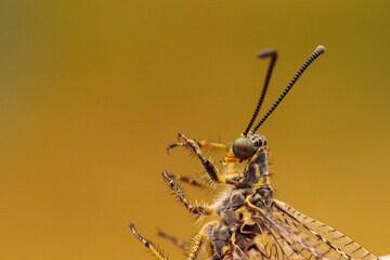 an ant lion on the hand of a naturalist. close-up macro photography