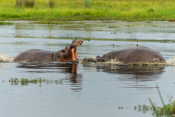 Fototapeta na wymiar Hippopotamus fighting in the Okavanga Delta in Botswana. Aggressive hippo bulls fighting for dominance in a pool in the delta. 