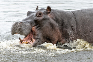 Hippopotamus in the Okavanga Delta in Botswana. An aggressive hippo bull shows dominant behaviour.        