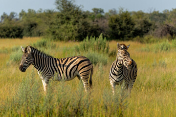 Fototapeta na wymiar Zebra in the Okavango Deltain Botswana. Zebra searching for food in the green season on the floodplains of the delta.