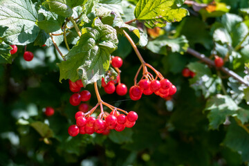 Schneeball Viburnum Pflanze mit roten Dolden Beeren im Sommer