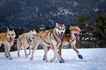 sportive dog team is running in the snow