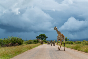 South African Giraffe (Giraffa giraffa giraffa) or Cape giraffe walking in the green season in Kruger National Park in South Africa