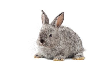 Front view of baby grey rabbit sitting on white background. Lovely action of young rabbit.