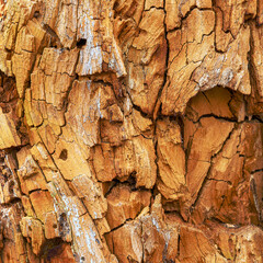 After years of being torn apart by woodpeckers and other birds, this tree shows its wear.  The wood texture of this old dead tree is amazing.  Dried and cracked decaying wood of a fallen tree.