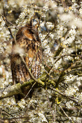 Un hibou moyen-duc se reposant sur une branche fleurie dans la réserve naturelle de l'Uitkerkse Polder en Belgique.