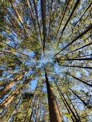 Pinos maximinoi