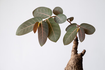 Phyllanthus Mirabilis leaves close up with isolated white background. Phyllanthus mirabilis is a...