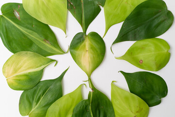 Obraz premium Philodendron Hederaceum Brasil leaf cutting arrange neatly with isolated white background