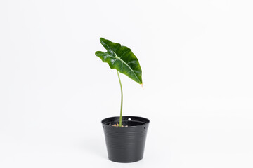 Alocasia Amazonica baby plant in black plastic pot with isolated white background