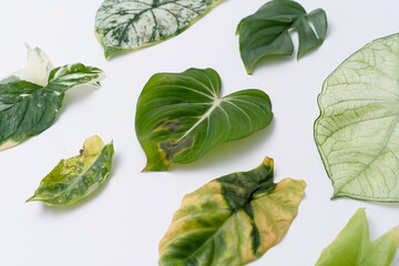 Leaf cutting from various plant arrange neatly with isolated white background. Leaves cutting.