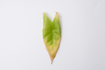 Alocasia Longiloba leaf cutting with isolated white background. Leaves cutting.