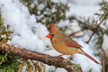 Female Cardinal in a Snowy Tree