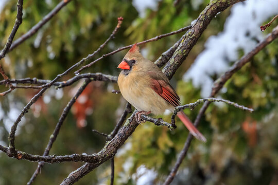 Female Cardinal in a Snowy Tree