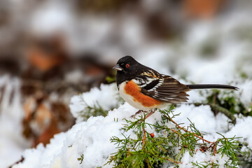 Spotted Towhee (Pipilo maculatus) in the snow