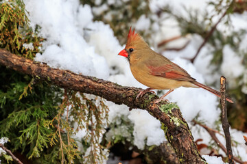 Female Cardinal in a Snowy Tree