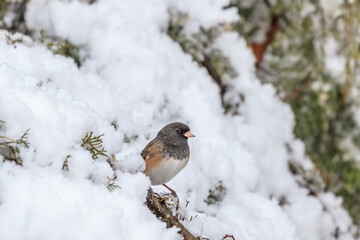 Dark-eyed Junco (Junco hyemalis mearnsi) in a snowy tree