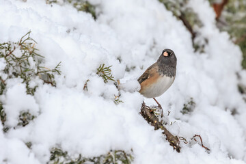 Dark-eyed Junco (Junco hyemalis mearnsi) in a snowy tree