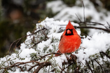 Male Cardinal in a Snowy Tree