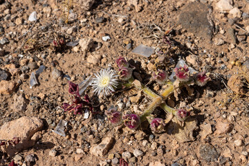 Blooming desert plant, Fuerteventura