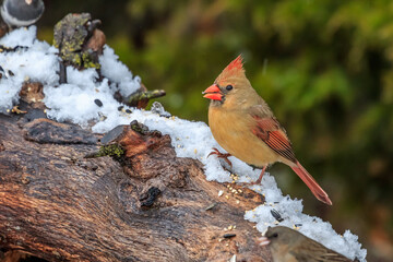A female Northern Cardinal perched on a snowy stump