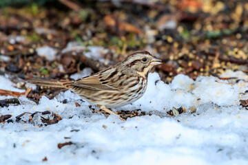 Song Sparrow (Melospiza melodia) in a tree