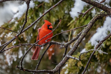 Male Cardinal in a Snowy Tree