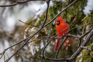 Male Cardinal in a Snowy Tree
