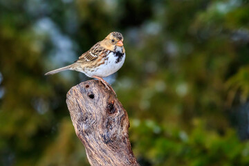 Harris's Sparrow (Zonotrichia querula) on a stump