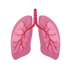 Human lungs on a white background. Vector