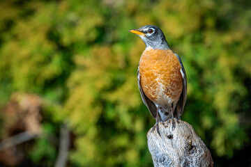 An American Robin on a stump