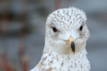 Ring-billed Gull (Larus delawarensis) portrait