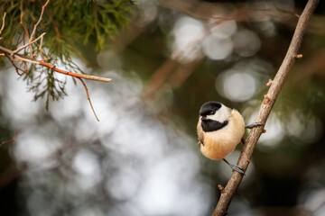 Carolina Chickadee perched on a branch