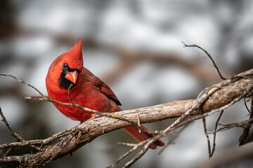Northern Cardinal (Cardinalis cardinalis) in a tree