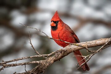 Northern Cardinal (Cardinalis cardinalis) in a tree
